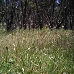 Unidentified at Mulligans Flat - 1 Dec 2016 by MulligansFlat1