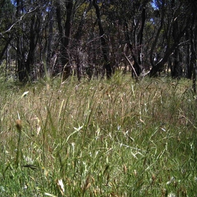 Unidentified at Mulligans Flat - 1 Dec 2016 by MulligansFlat1