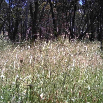 Unidentified at Mulligans Flat - 1 Dec 2016 by MulligansFlat1