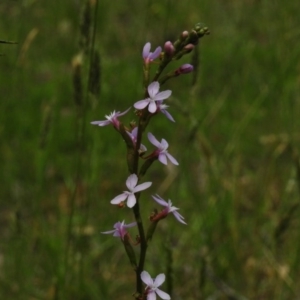 Stylidium graminifolium at Paddys River, ACT - 30 Nov 2016