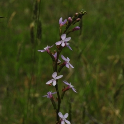 Stylidium graminifolium (grass triggerplant) at Paddys River, ACT - 30 Nov 2016 by JohnBundock