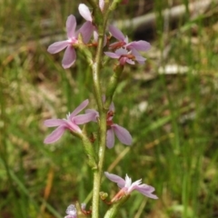 Stylidium graminifolium at Paddys River, ACT - 30 Nov 2016