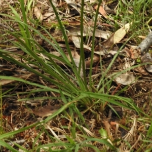 Stylidium graminifolium at Paddys River, ACT - 30 Nov 2016