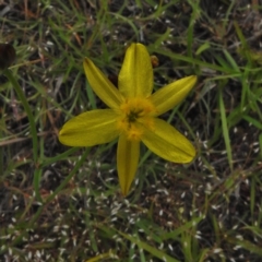 Tricoryne elatior (Yellow Rush Lily) at Tidbinbilla Nature Reserve - 30 Nov 2016 by JohnBundock