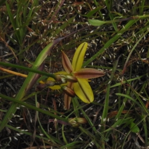 Tricoryne elatior at Paddys River, ACT - 30 Nov 2016