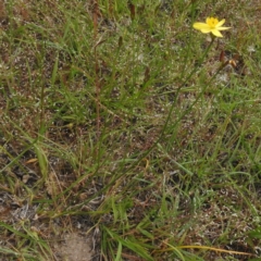 Tricoryne elatior at Paddys River, ACT - 30 Nov 2016 02:44 PM