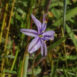 Caesia calliantha at Paddys River, ACT - 30 Nov 2016