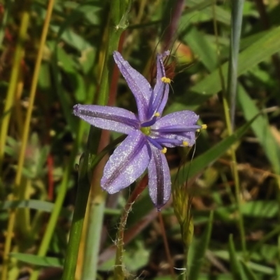 Caesia calliantha (Blue Grass-lily) at Paddys River, ACT - 30 Nov 2016 by JohnBundock