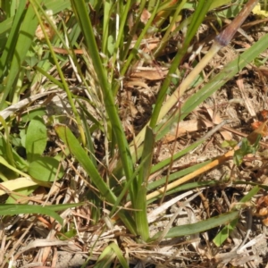 Caesia calliantha at Paddys River, ACT - 30 Nov 2016