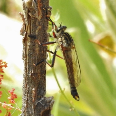 Dolopus rubrithorax (Large Brown Robber Fly) at Tidbinbilla Nature Reserve - 30 Nov 2016 by JohnBundock