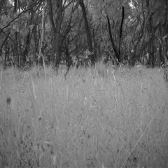 Unverified at Mulligans Flat - 2 Dec 2016 by MulligansFlat1