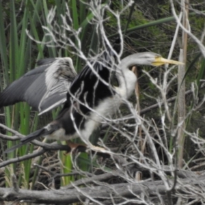 Anhinga novaehollandiae at Point Hut to Tharwa - 29 Nov 2016