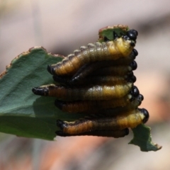 Xyloperga sp. (genus) (Sawfly, Spitfire) at Namadgi National Park - 17 Jan 2016 by HarveyPerkins