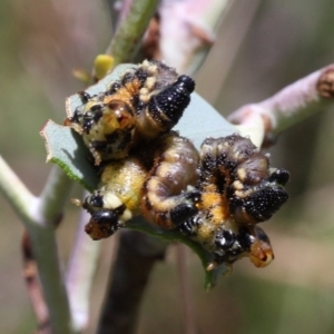 Xyloperga sp. (genus) at Cotter River, ACT - 17 Jan 2016