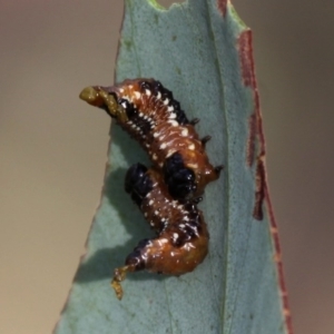 Paropsis variolosa at Namadgi National Park - 30 Dec 2015