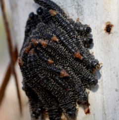 Perga sp. (genus) (Sawfly or Spitfire) at Kambah, ACT - 21 Sep 2014 by HarveyPerkins