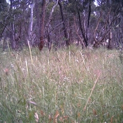 Unidentified at Mulligans Flat - 1 Dec 2016 by MulligansFlat1