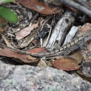 Amphibolurus muricatus at Paddys River, ACT - 2 Feb 2015 01:24 PM