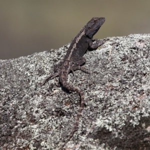 Amphibolurus muricatus at Booth, ACT - 9 Oct 2010