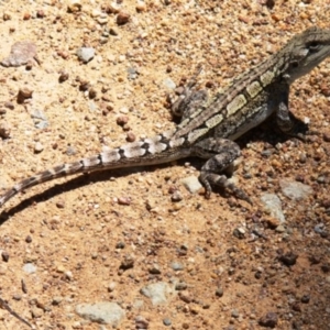 Amphibolurus muricatus at Cotter River, ACT - 25 Jan 2009