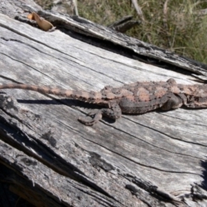 Rankinia diemensis at Rendezvous Creek, ACT - 4 Nov 2008