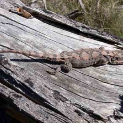 Rankinia diemensis (Mountain Dragon) at Rendezvous Creek, ACT - 4 Nov 2008 by HarveyPerkins