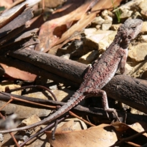 Rankinia diemensis at Cotter River, ACT - 25 Jan 2009