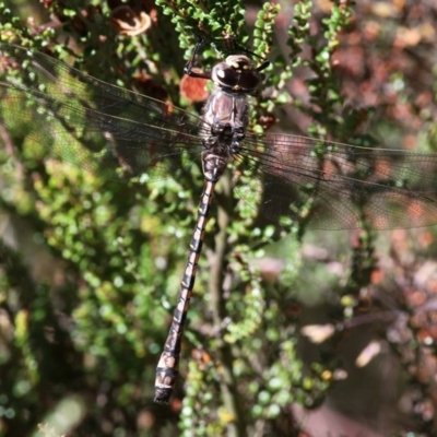 Austroaeschna atrata (Mountain Darner) at Cotter River, ACT - 17 Jan 2016 by HarveyPerkins