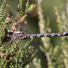 Austroaeschna atrata at Cotter River, ACT - 17 Jan 2016 11:20 AM