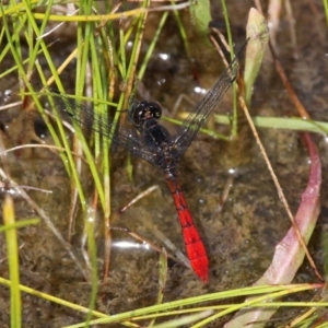 Nannophya dalei at Oaks Estate, ACT - suppressed