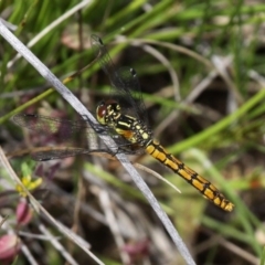 Nannophya dalei (Eastern Pygmyfly) at Oaks Estate, ACT - 26 Nov 2016 by HarveyPerkins