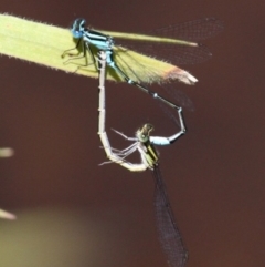 Austroagrion watsoni (Eastern Billabongfly) at Kowen, ACT - 26 Nov 2016 by HarveyPerkins