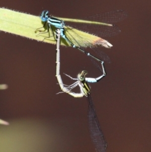 Austroagrion watsoni at Kowen, ACT - 26 Nov 2016 02:22 PM