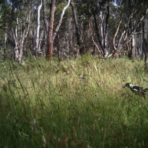 Gymnorhina tibicen at Gungahlin, ACT - 2 Dec 2016