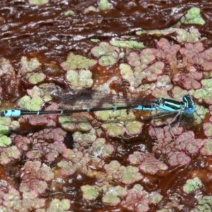 Austroagrion watsoni at Fyshwick, ACT - 28 Jan 2016 01:46 PM