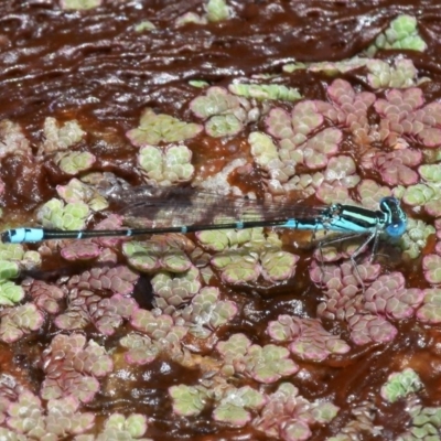 Austroagrion watsoni (Eastern Billabongfly) at Jerrabomberra Wetlands - 28 Jan 2016 by HarveyPerkins