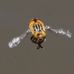 Eristalinus punctulatus (Golden Native Drone Fly) at Lake Burley Griffin West - 25 Nov 2016 by HarveyPerkins