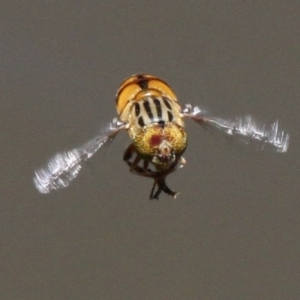 Eristalinus punctulatus at Acton, ACT - 25 Nov 2016 01:29 PM