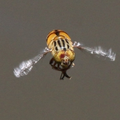 Eristalinus punctulatus (Golden Native Drone Fly) at Acton, ACT - 25 Nov 2016 by HarveyPerkins