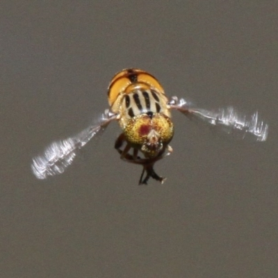 Eristalinus punctulatus (Golden Native Drone Fly) at Acton, ACT - 25 Nov 2016 by HarveyPerkins
