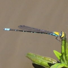 Pseudagrion aureofrons (Gold-fronted Riverdamsel) at Acton, ACT - 25 Nov 2016 by HarveyPerkins