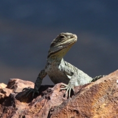 Intellagama lesueurii howittii (Gippsland Water Dragon) at Cotter River, ACT - 27 Nov 2016 by HarveyPerkins