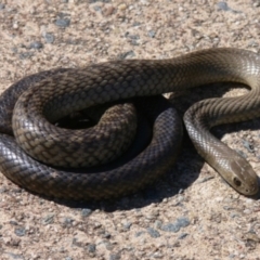 Pseudonaja textilis (Eastern Brown Snake) at Tennent, ACT - 25 Oct 2008 by HarveyPerkins