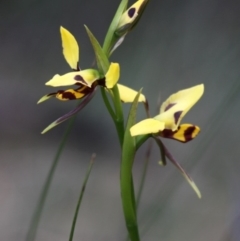 Diuris sulphurea (Tiger Orchid) at Namadgi National Park - 22 Nov 2015 by HarveyPerkins