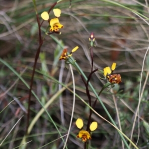 Diuris semilunulata at Booth, ACT - 22 Nov 2015