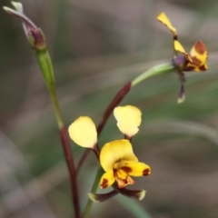 Diuris semilunulata at Booth, ACT - suppressed