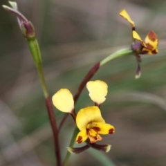 Diuris semilunulata at Booth, ACT - 22 Nov 2015