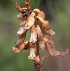 Gastrodia entomogama (Brindabella potato orchid) at Namadgi National Park - 17 Jan 2016 by HarveyPerkins