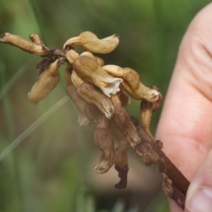 Gastrodia procera at Cotter River, ACT - 17 Jan 2016