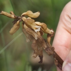 Gastrodia entomogama at Cotter River, ACT - 17 Jan 2016